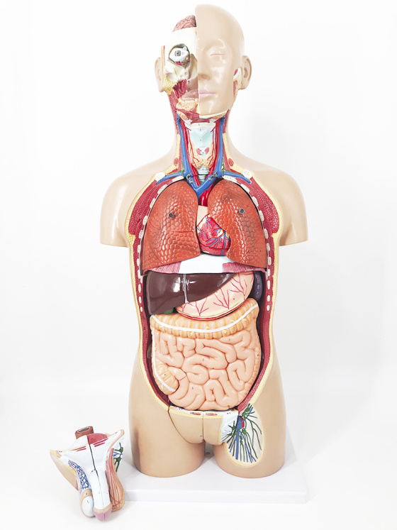 21c27812-b177-4b79-a518-a694156fc277.jpg_560xaf