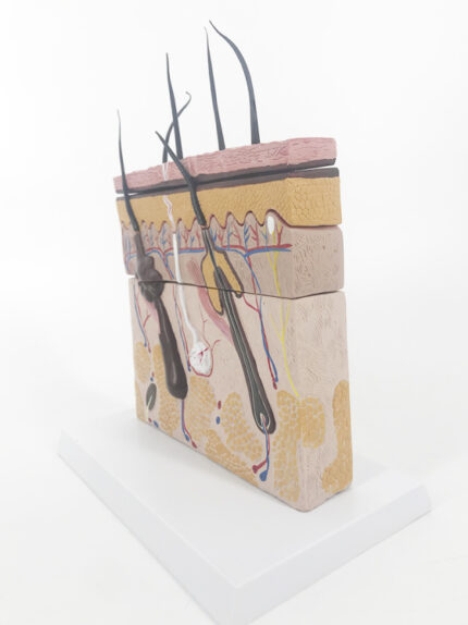 ATL-208 ENLARGED SKIN MODEL