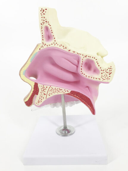 ATL-216 HUMAN NASAL CAVITY