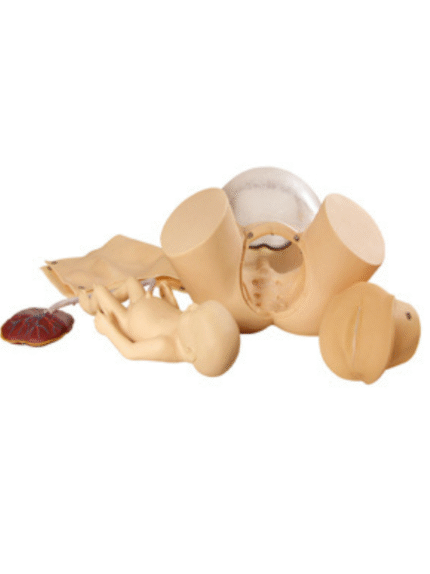 ATL-48 ADVANCED CHLID BIRTH COMPREHENSIVE SKILL TRAINING SIMULATOR SOFT