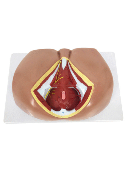 ATL-64 MALE PERINEUM ANATOMY SOFT