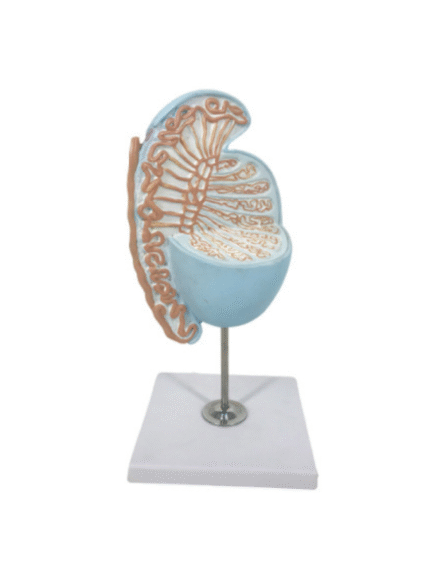 ATL-147 MAGNIFIED TESTICLE SOFT