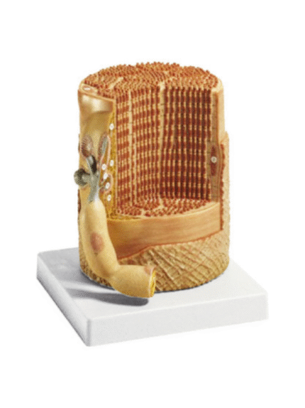 ATL-150 SKELETAL MUSCLE FIBER WITH MOTOR END-PLATE