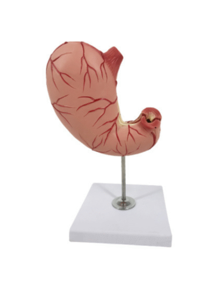 ATL-154 HUMAN STOMACH