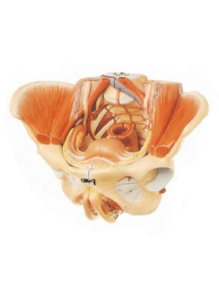ATL-171 ADVANCED MODEL OF FEMALE PELVIS WITH MUSCLES & GENITAL ORGANS SOFT