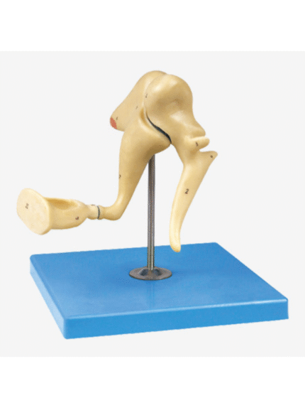 ATL-191 AUDITORY OSSICLE MODEL