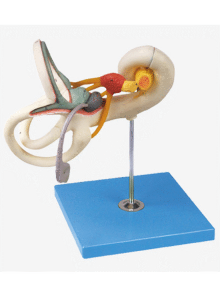 ATL-192 LABYRINTH MODEL