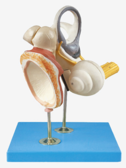 ATL-193 INNER EAR AUDITORY OSSICLE AND TYMPANIC MEMBRANE