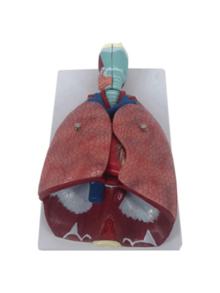 ATL-196 HUMAN THORACIC ORGANS (ANAT-MAGNIFIED MODEL OF LARYNX HEART AND LUNGS )SOFT