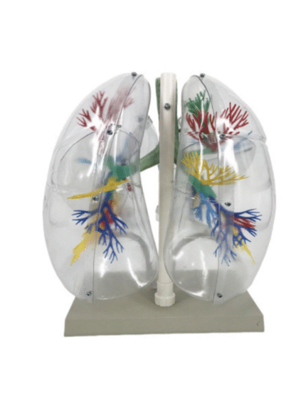 ATL-198 MODEL OF TRANSPARTENT HUMAN LUNG SEGMENT (JUMBO)