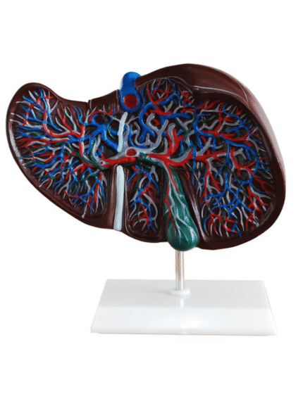 ATL-200 HUMAN LIVER GAINT