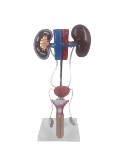 ATL-204 HUMAN MALE UROGENITAL SYATEM