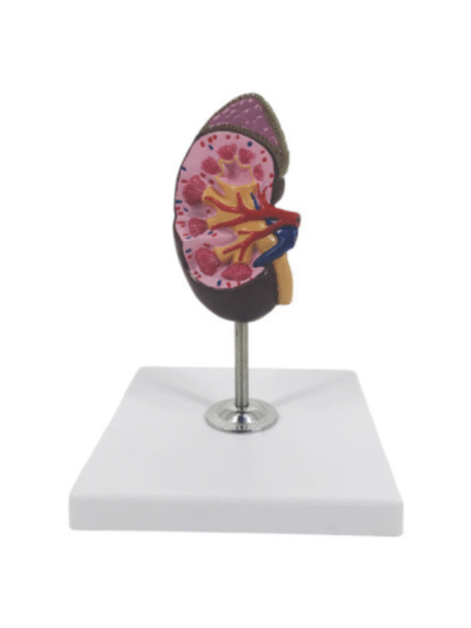 ATL-205 HUMAN KIDNEY 1 PARTS