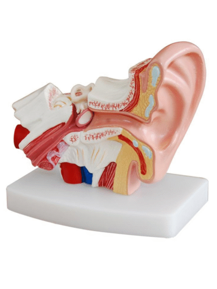 ATL-190 HUMAN EAR 3 TIMES