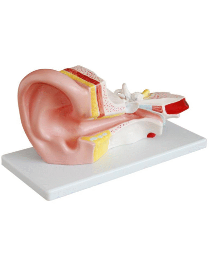 ATL-189 HUMAN EAR JUMBO SIZE