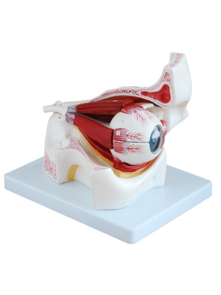 ATL-186 EYE WITH ORBIT &MUSCLES