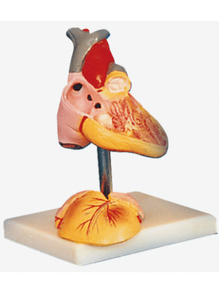 ATL-159 ADVANCED ANATOMICAL MODEL OF CHILD HEART SOFT