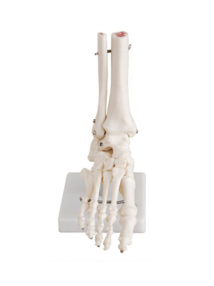 ATL-223 LIFE SIZE FUNCTIONAL HUMAN FOOT JOINT