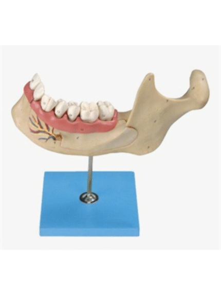 ATL-232 ANAT-MAGNIFIED MODEL OF MANENT TEETH &MOLAR TEETH
