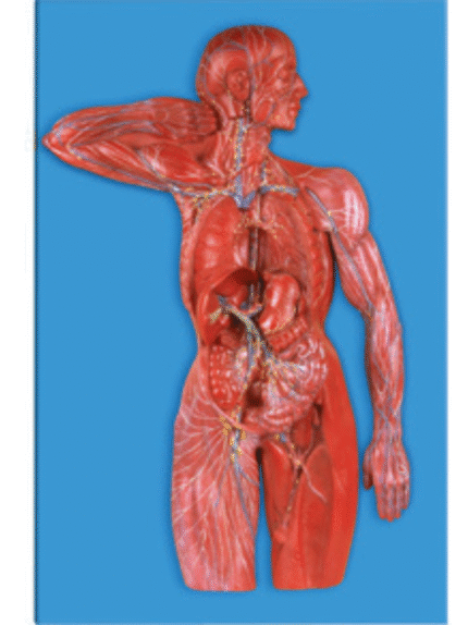 ATL-135 LYMPHATIC SYSTEM SOFT