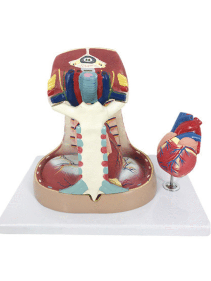 ATL-152 MEDIASTIUM MODEL