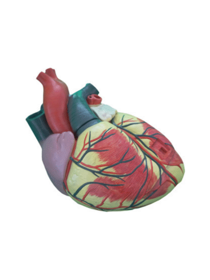 ATL-155 ANATOMICAL MODEL OF HUMAN HEART SOFT