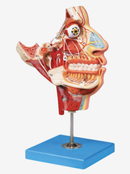 ATL-181 NERVES AND VESSEL IN THE FACIAL SKULL