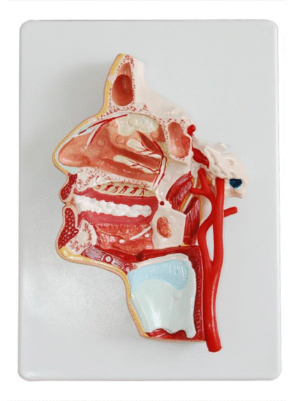 ATL-183 MODEL OF THE HEAD