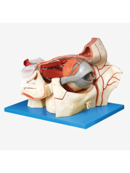 ATL-187 EYEBALL AND ORBIT WITH VESSSEL AND NERVES