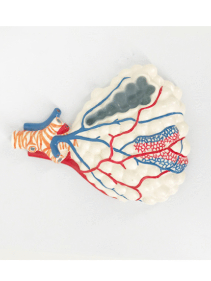 ATL-199 MAGNIFIED PULMONARY ALVEOLI MODEL