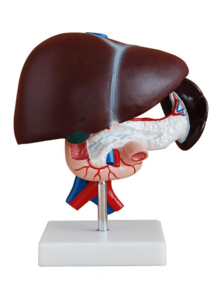 ATL-201 HUMAN LIVER PANCREAS &DUODENUM