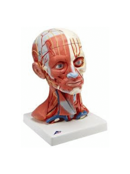 ATL-130 HEAD WITH MUSCLES SOFT