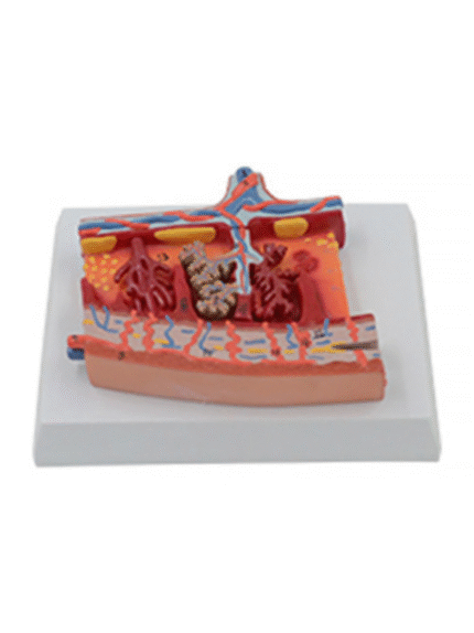ATL-148 ENLARGED MODEL OF PLACENTA SOFT