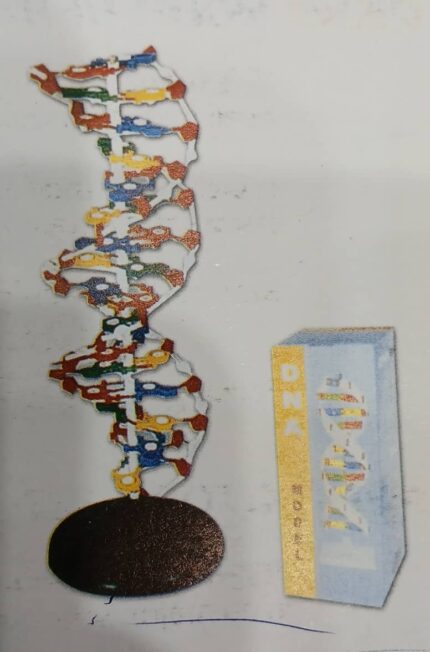 ATL-249 DNA STRUCTURE MODEL