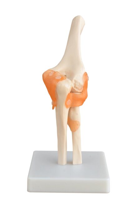 ATL-222 LIFE SIZE FUNCTIONAL HUMAN ELBOW JOINT