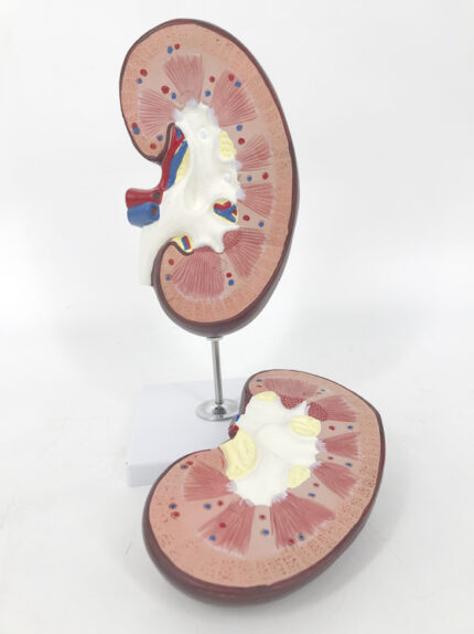 ATL-206 HUMAN KIDNEY 2 PARTS