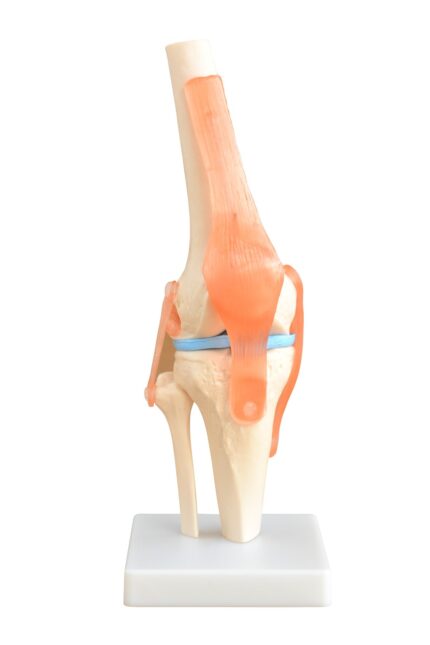 ATL-221 LIFE SIZE FUNCTIONAL HUMAN KNEE JOINT